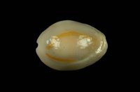 藏品(金環寶螺)的圖片